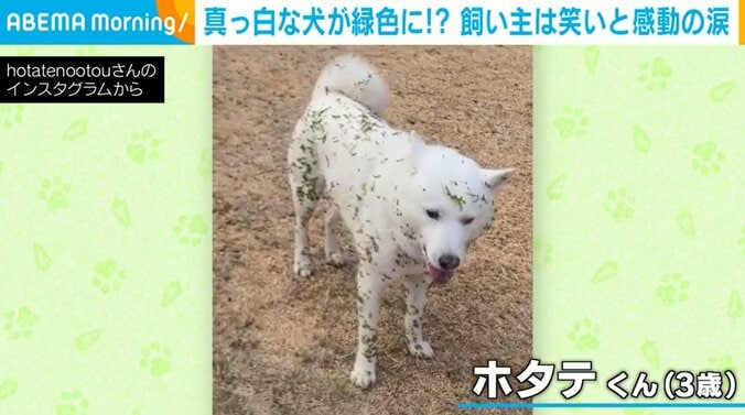 犬の体に“緑の物体”がびっしり！？無邪気に遊び回る姿が「あとが大変そう」「丸刈りにしたい（笑）」と話題 1枚目