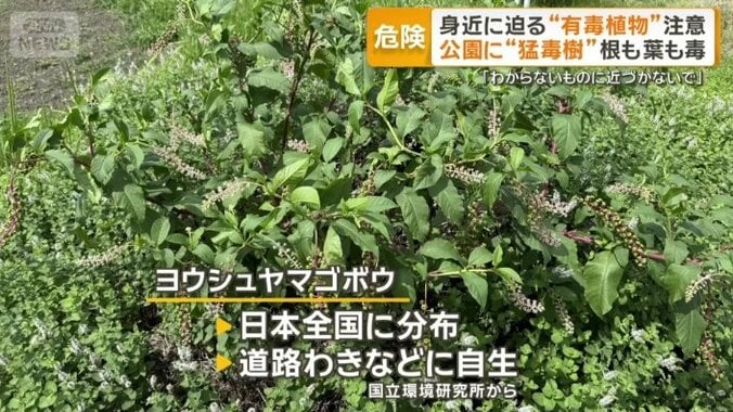 日本全国に分布