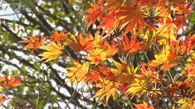週末大混雑の鎌倉、江の島　「最後の紅葉」駆け込み　「食」楽しむ人も 1枚目