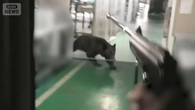 クマ緊急銃猟の映像公開　4人襲撃し逃げ込んだ工場で麻酔命中も…ハンターが見た光景 1枚目