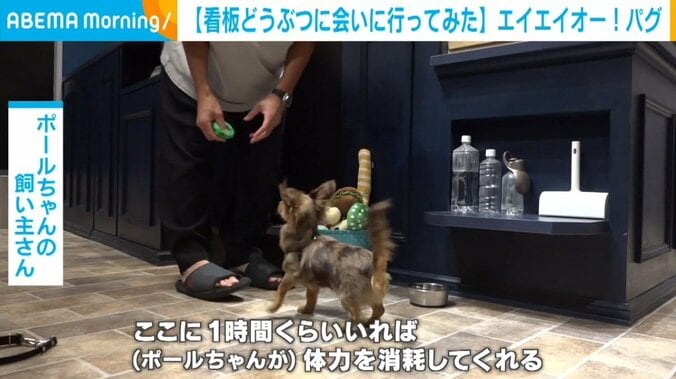 【写真・画像】看板犬と一緒に「エイ エイ オー！」で人気 　六本木ヒルズの犬猫カフェ　1枚目