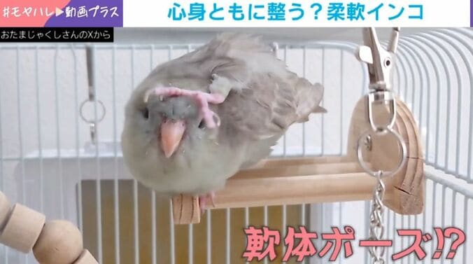 インコの“軟体ポーズ”