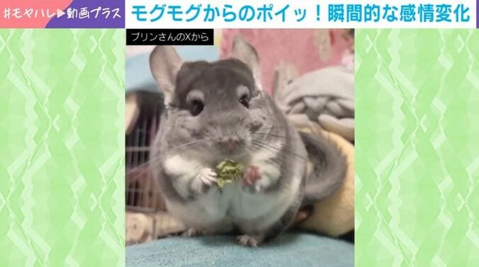 チンチラのプリンちゃん