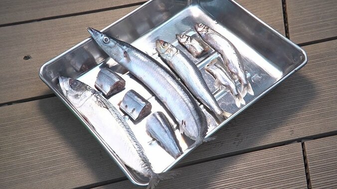 動物たちの可愛すぎる“食事タイム”に密着！ ホワイトタイガーこだわりのディナーとは？ 27枚目