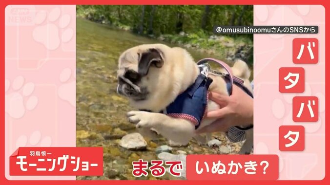 「バタバタするワン」空中で脚が勝手に…あれ？　“エアいぬかき”犬　なぜ脚が動く？ 1枚目
