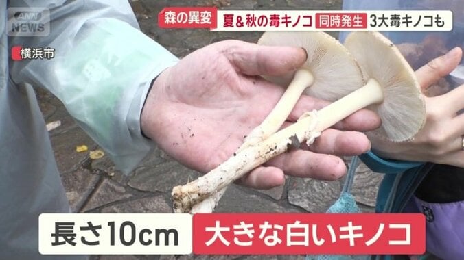 長さ10センチほどの大きな白いキノコ
