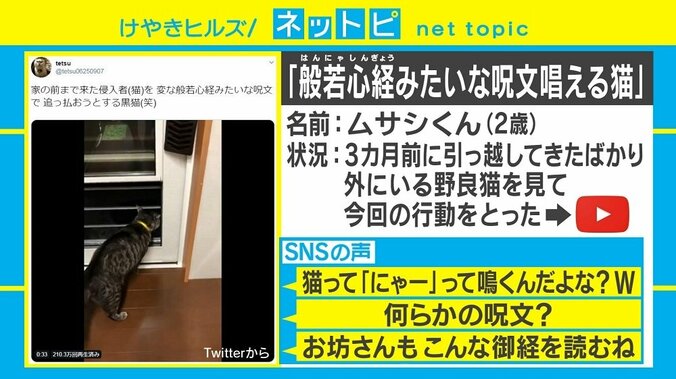 「呪文唱える猫」「おかんのほお袋を確かめるリス」動画が話題に、行動の意味は？ 2枚目