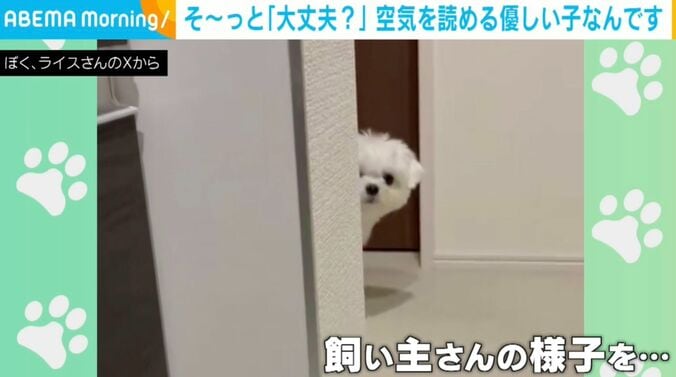 犬のライスくん
