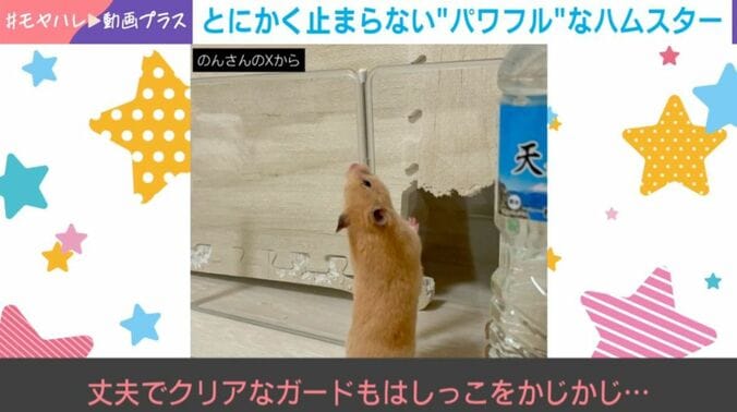 ハムスターののんちゃん