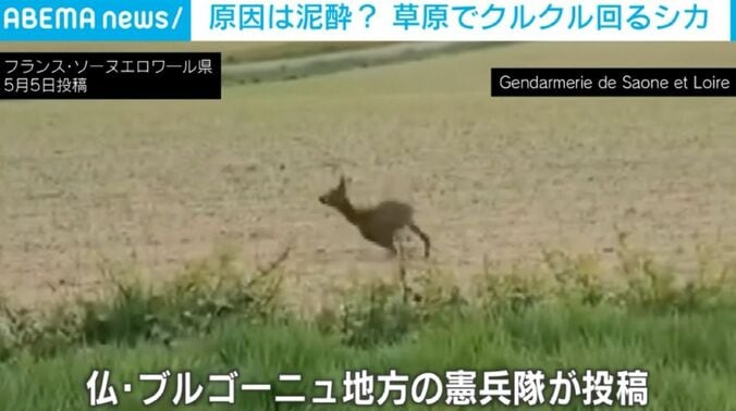 シカ