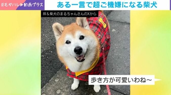 ある一言で“ニッコニコ”になる柴犬