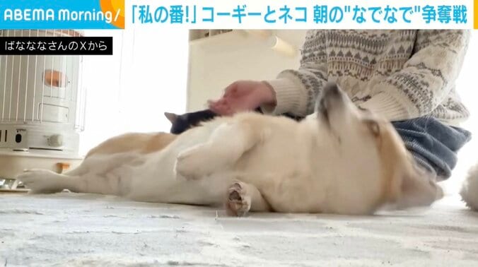 コーギーのあんずちゃん、猫のちくわぶちゃん