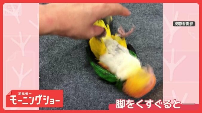脚を触ると…猛烈な速さで頭をブンブン　くすぐったい？　ジタバタしちゃうインコさん 1枚目