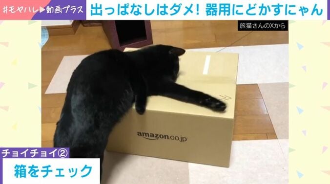 猫の黒豆くん