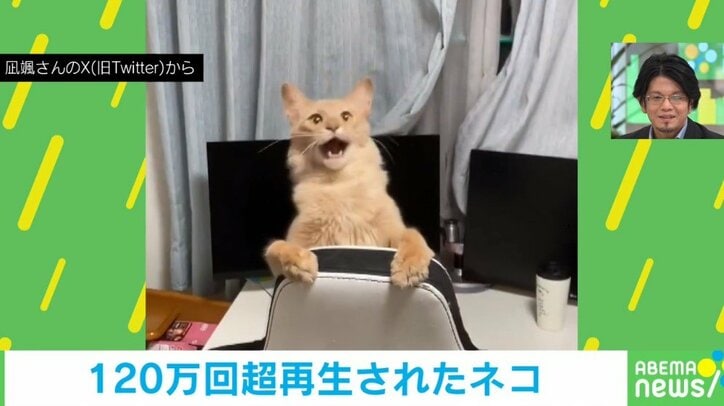 猫がおもちゃを追いかけるも… 口を開いて「アワアワ」 可愛すぎるけど狩猟本能が心配になってくる動画がネット上で話題に