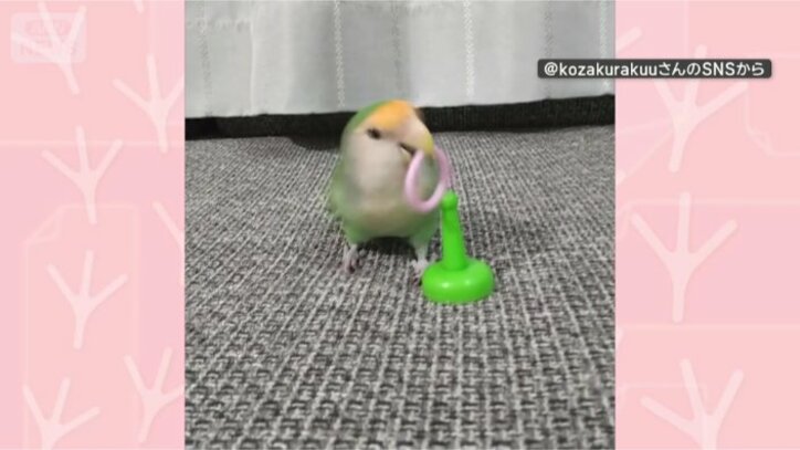おもちゃで遊ぶインコさん