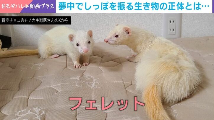 フェレット