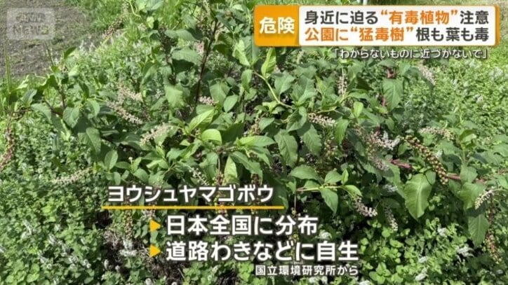 日本全国に分布