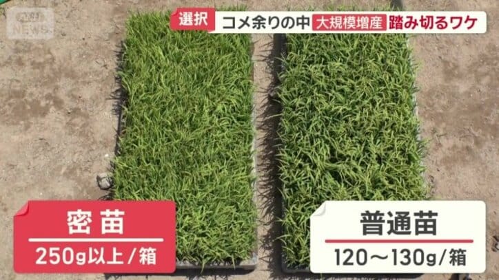 従来の2倍の密度で苗を育てる「密苗」