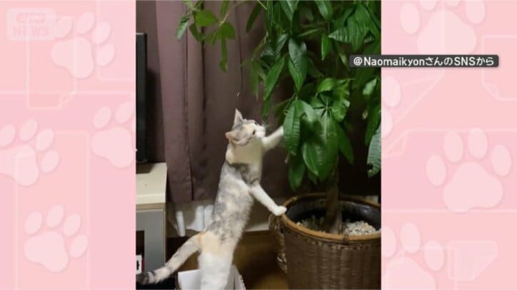 またまた葉っぱちょんちょん