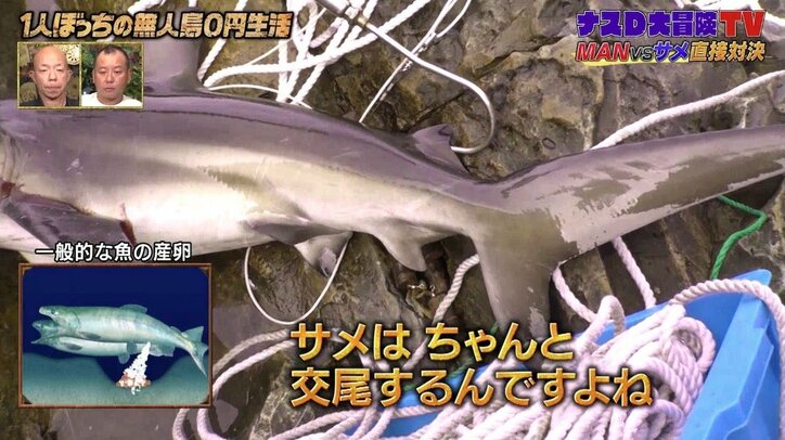 「4億年も生きている…」ナスDが語る“海の殺し屋”サメの豆知識
