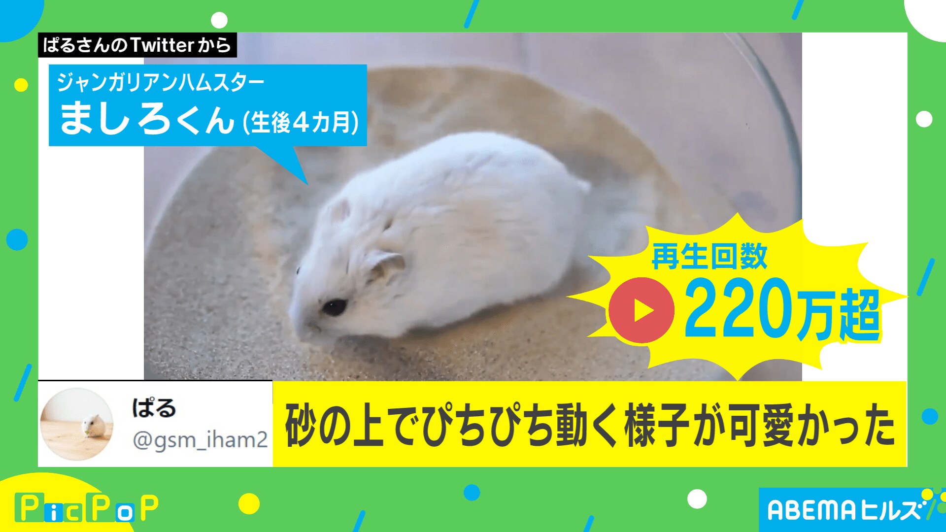 再生数2万回超 ハムスターの 砂浴び が可愛すぎる 投稿主 ぴちぴち動く様子が 国内 Abema Times