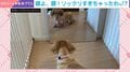 「あれ!?どっち!?」“謎の相手”に大困惑…!? 全身鏡に映る自分と戦う愛犬が話題