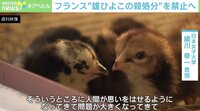 【映像】フランス “雄ひよこ”殺処分を禁止へ