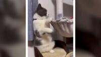 どんくさ猫のハンモック乗り方講座