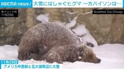ヒグマは雪で大はしゃぎ！バイソンはおかまいなし…人間のような“対照的”リアクションが話題 米・イリノイ州
