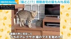 “猫マネ”するスマートスピーカーに駆け寄る猫 必死に探す姿に視聴者「うちの猫も反応した」