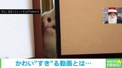 隙間が狭くて通れニャい…困った猫の“可愛すぎる試み”にキュン 「私も傾いて応援してしまった」