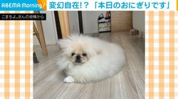 犬が“おにぎり”に変身!?手足を器用に隠した見事なフォルムに「なんだこのふわふわのかたまりは」と反響