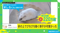 再生数220万回超!! ハムスターの“砂浴び”が可愛すぎる 投稿主「ぴちぴち動く様子が…」