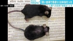 若い血液注入でマウスが“若返り” 人間への応用は「秒読み」とも