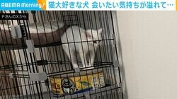 怖すぎて生後2カ月の子猫も威嚇？ 接近を試みる犬の“ホラーな行動”が話題
