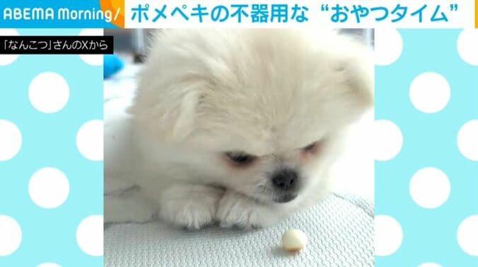 ペキポメのなんこつちゃん
