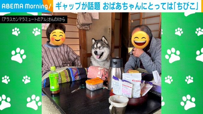 アラスカン・マラミュートのアルくん（2歳）