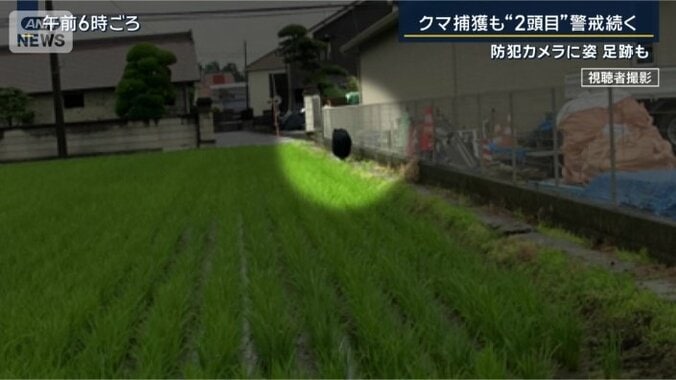 クマ