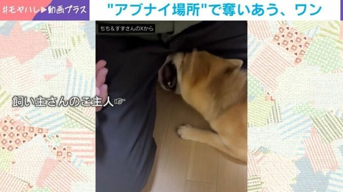 柴犬