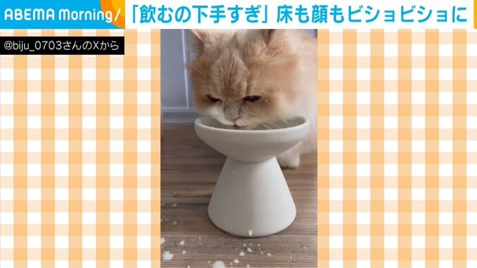 ミヌエットのビジュちゃん（3歳）