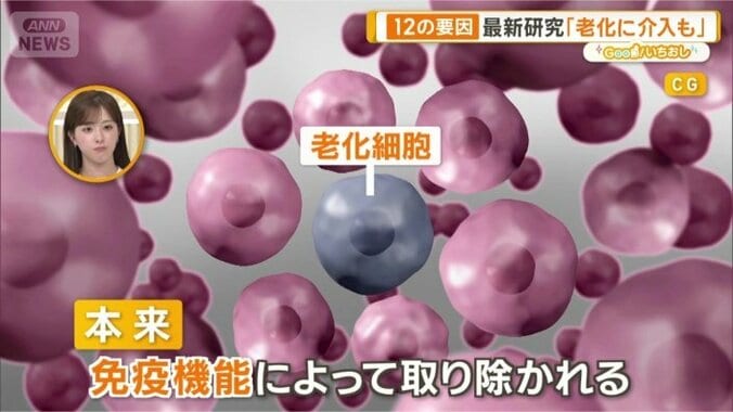 必要のない老化細胞