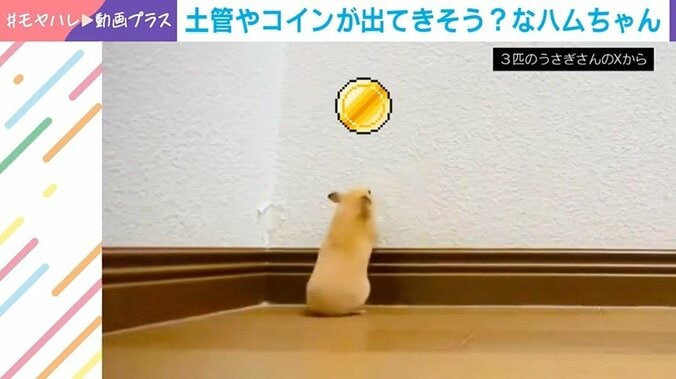 キンクマハムスターのレムちゃん