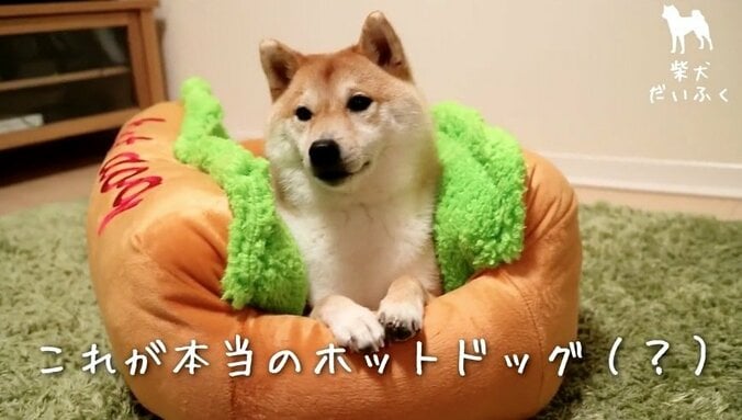 インスタで毎日1万“いいね”！ イケメン柴犬「だいふく」の日々を放送　初の写真集も発売決定 3枚目
