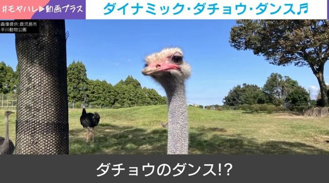 ダチョウ