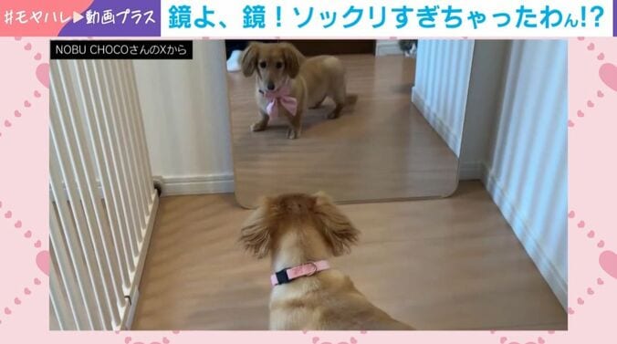 鏡に映る“謎の相手”に困惑!?