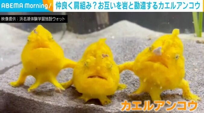 3匹のカエルアンコウ