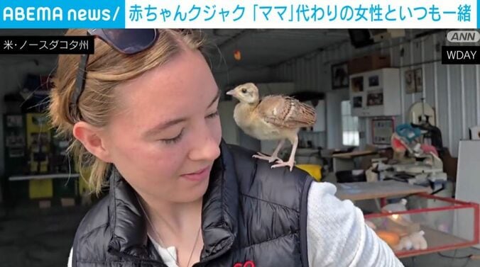 女性の肩に乗ったクジャクのヒナ