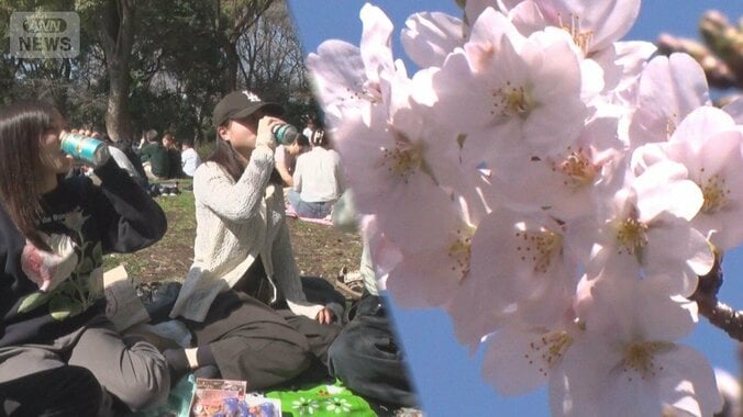 サクラ開花　つぼみ多くても花見客でにぎわい　上野公園では早朝から場所取り 1枚目