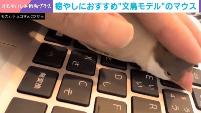 シナモン文鳥のチョコくん